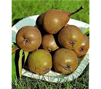 Pyrus com.'Gute Graue' CAC