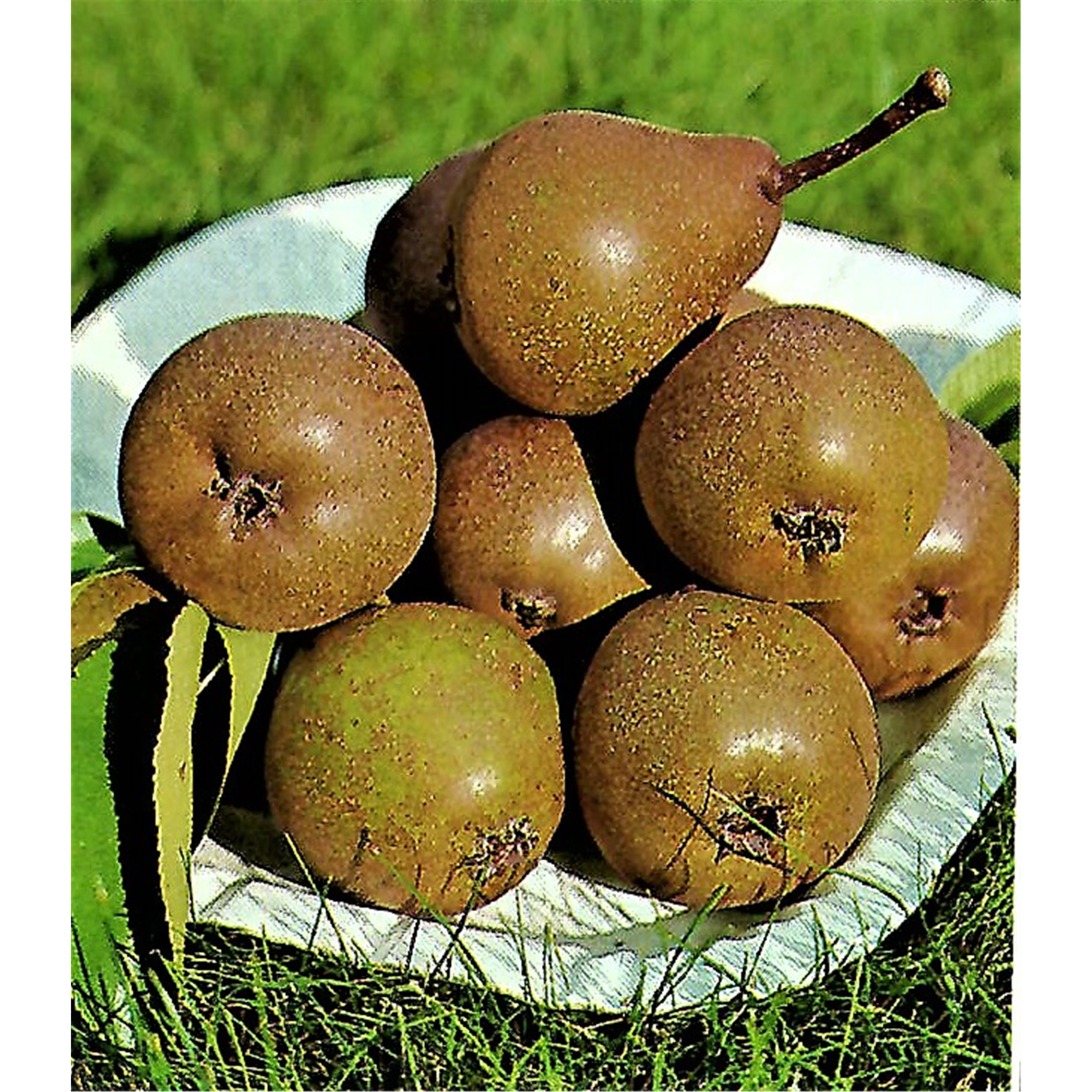 Pyrus com.'Gute Graue' CAC