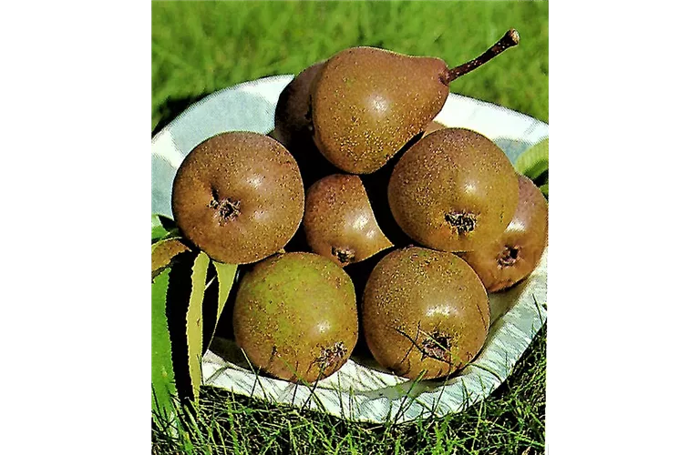 Pyrus com.'Gute Graue' CAC