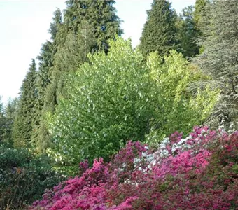 Davidia involucrata vilmoriniana