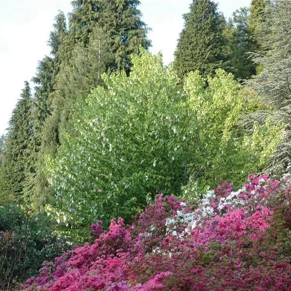 Davidia involucrata vilmoriniana