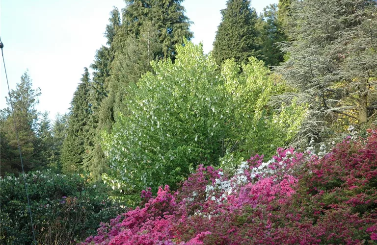 Davidia involucrata vilmoriniana