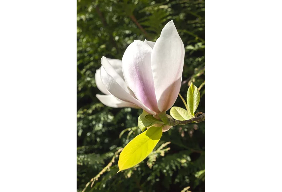 Magnolie 'Francois Treyve'