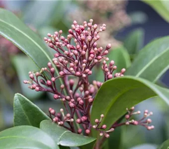 Skimmia japonica 'Rubesta Jos'