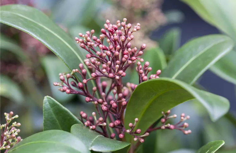 Skimmia japonica 'Rubesta Jos'