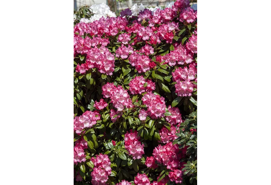 Yaku-Rhododendron 'Morgenrot'