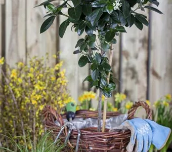 Viburnum tinus