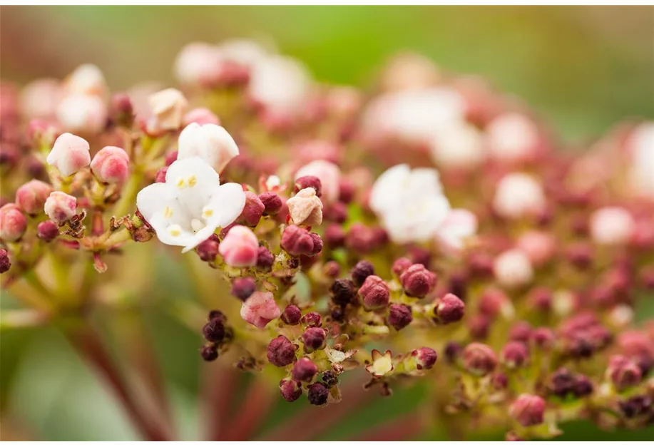 Lorbeer-Schneeball 'Purpurea'