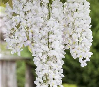 Wisteria floribunda 'Alba'