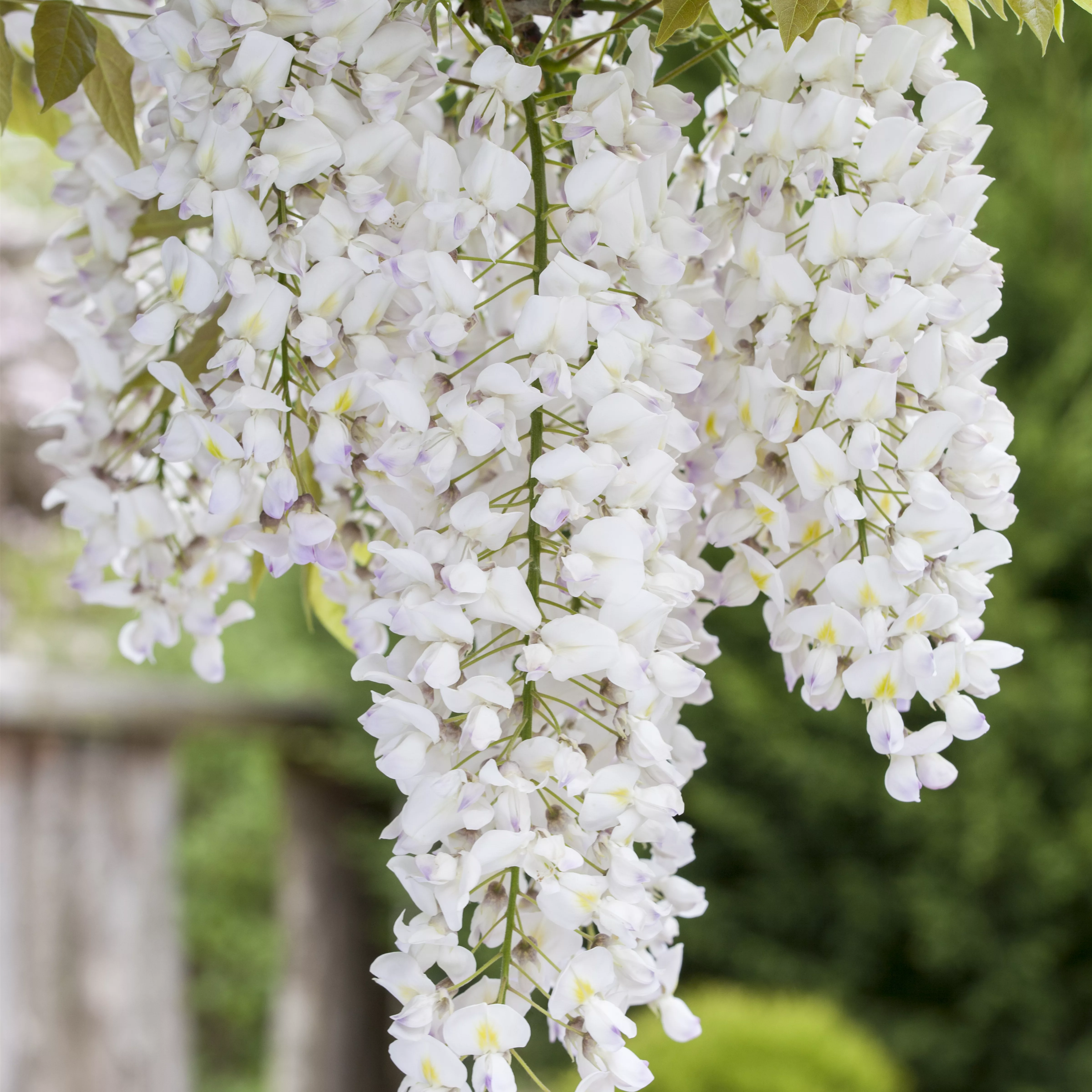 Wisteria floribunda 'Alba'