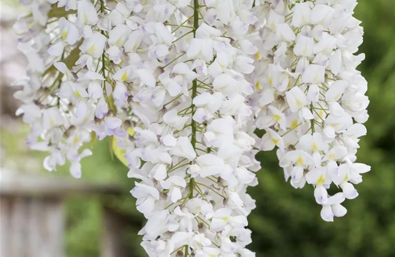 Wisteria floribunda 'Alba'