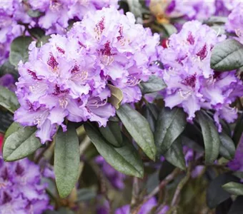 Rhododendron Hybr.'Blue Peter' II