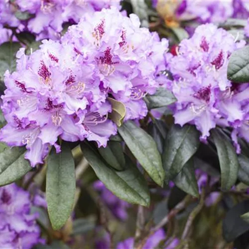 Rhododendron Hybr.'Blue Peter' II