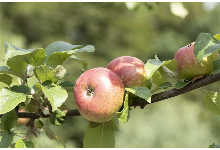 Apfel 'Roter James Grieve' früh