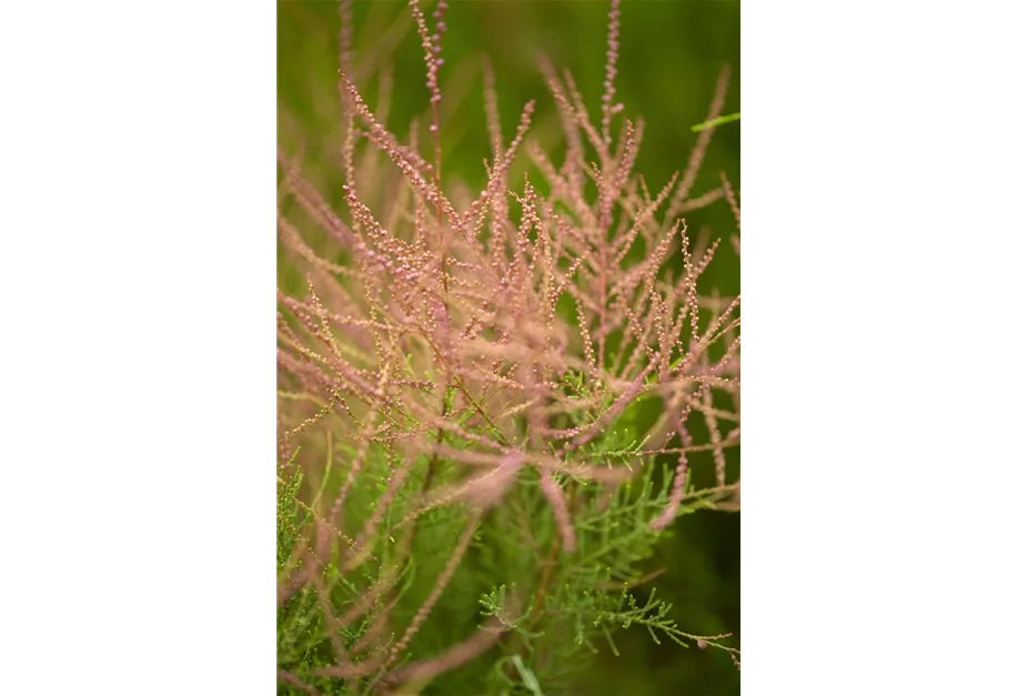 Kleinblütige Tamariske