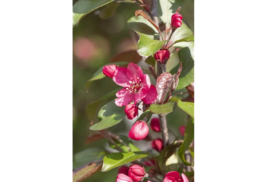 Zierapfel 'Royalty'