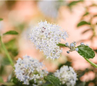 Ceanothus thyrsifl.repens