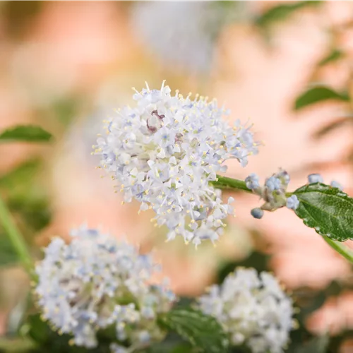 Ceanothus thyrsifl.repens