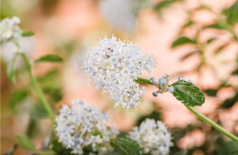 Ceanothus thyrsifl.repens