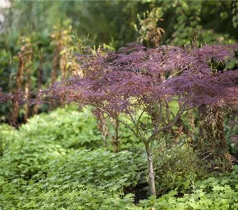 Acer palmatum 'Inaba-shidare'