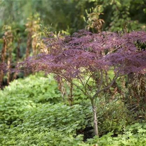 Acer palmatum 'Inaba-shidare'