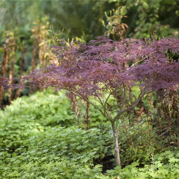 Acer palmatum 'Inaba-shidare'