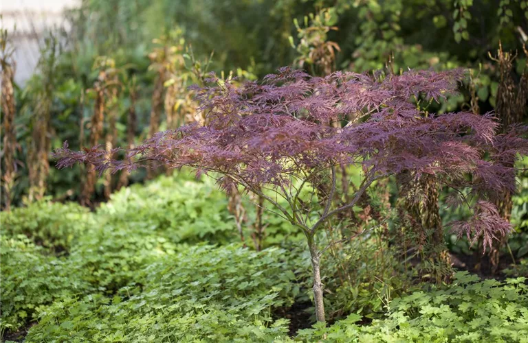 Acer palmatum 'Inaba-shidare'