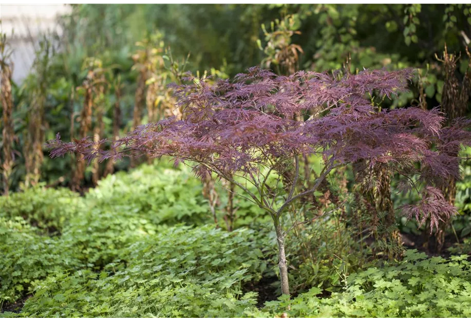 Fächerahorn 'Inaba-shidare'