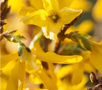 Forsythia intermedia Mikador