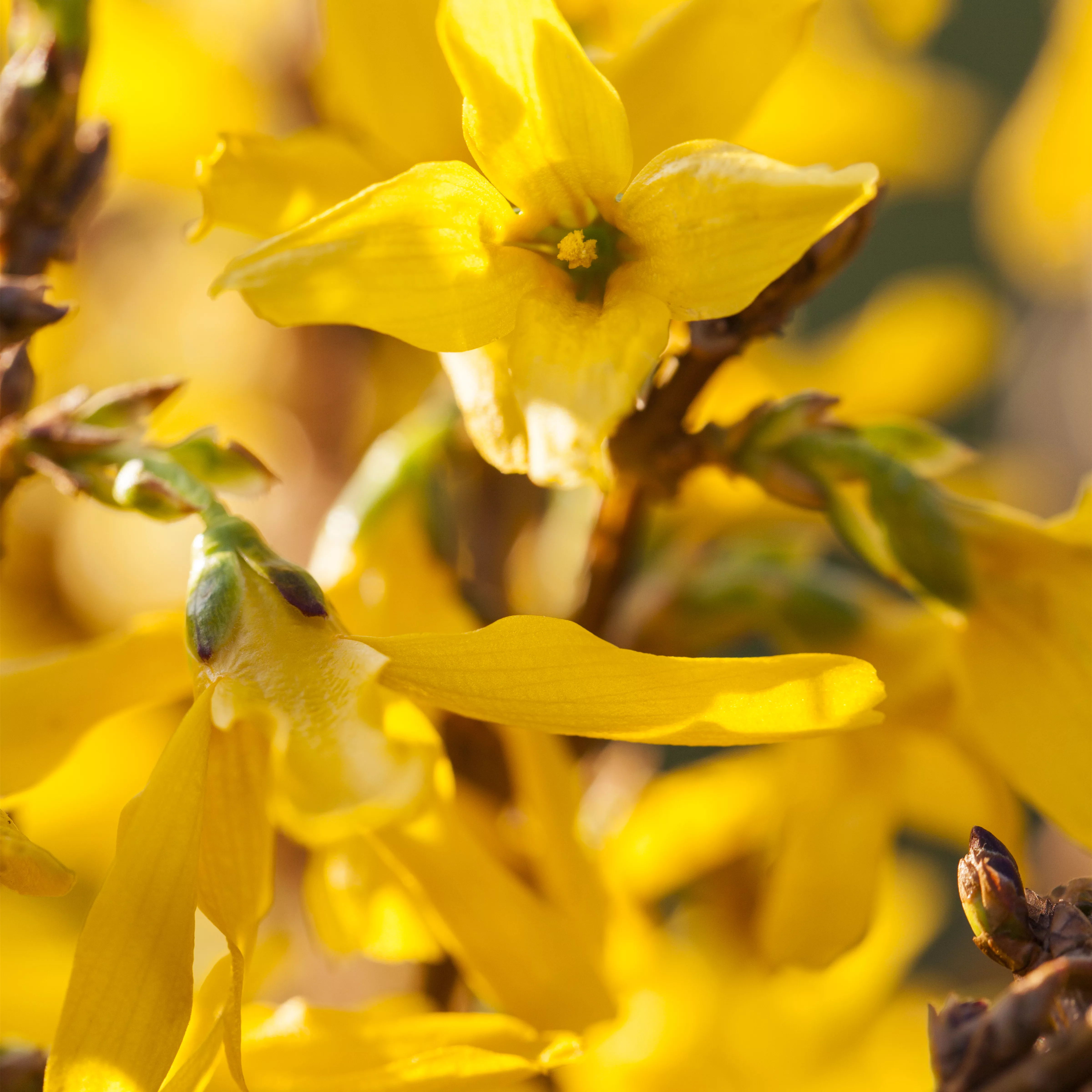 Forsythia intermedia 'Mikador' -R-