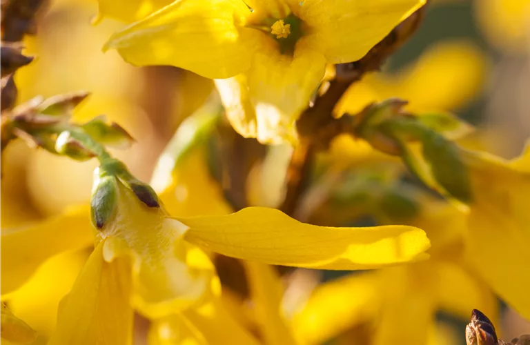 Forsythia intermedia Mikador