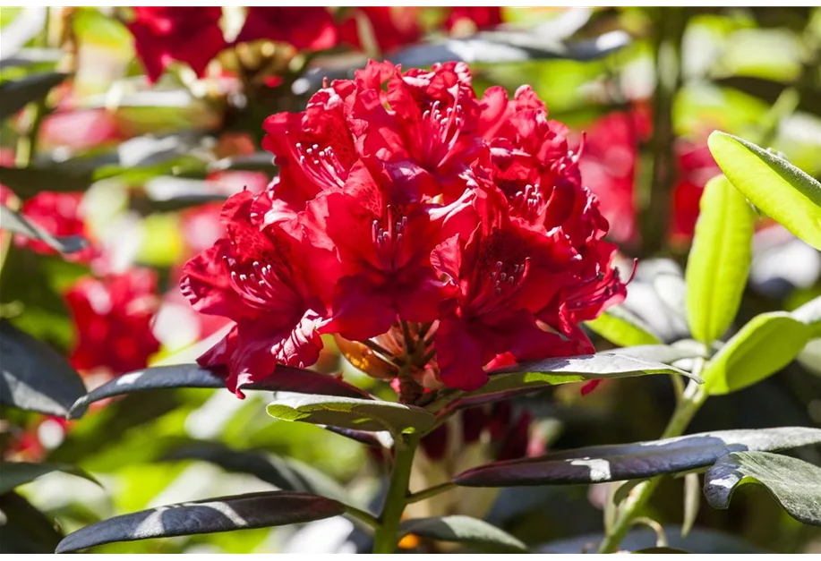 Rhododendron-Hybride 'Karl Naue'