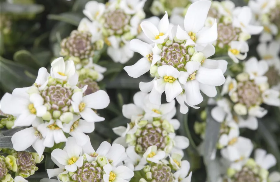 Die Schleifenblume – ein wahres Mauerblümchen