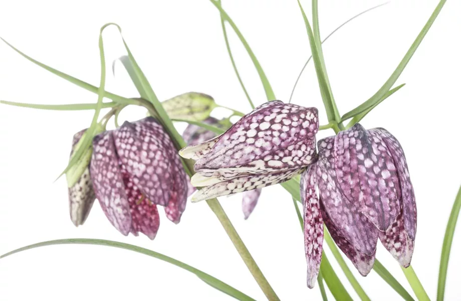 Schachbrettblumen im Garten