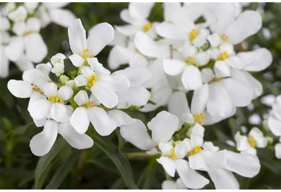 Immergrüne Schleifenblume