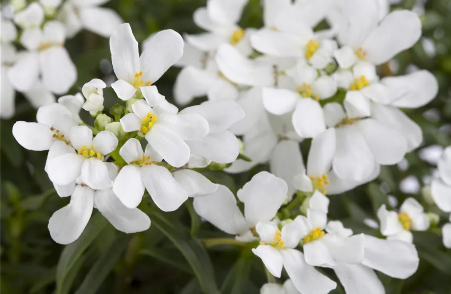 Die immergrüne Schleifenblume – Farbe garantiert