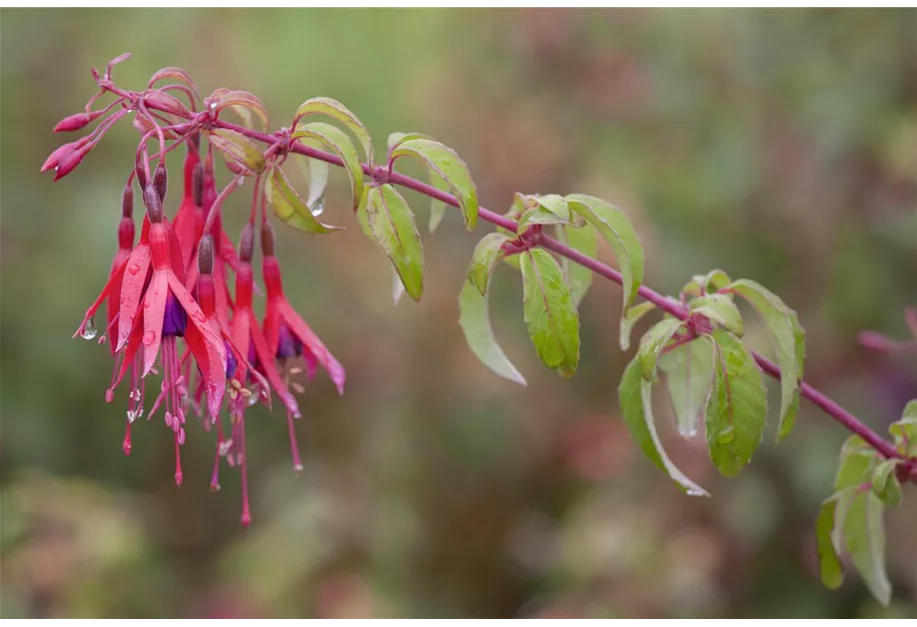 Garten-Fuchsie