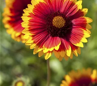 Gaillardia x grandiflora 'Arizona Sun'