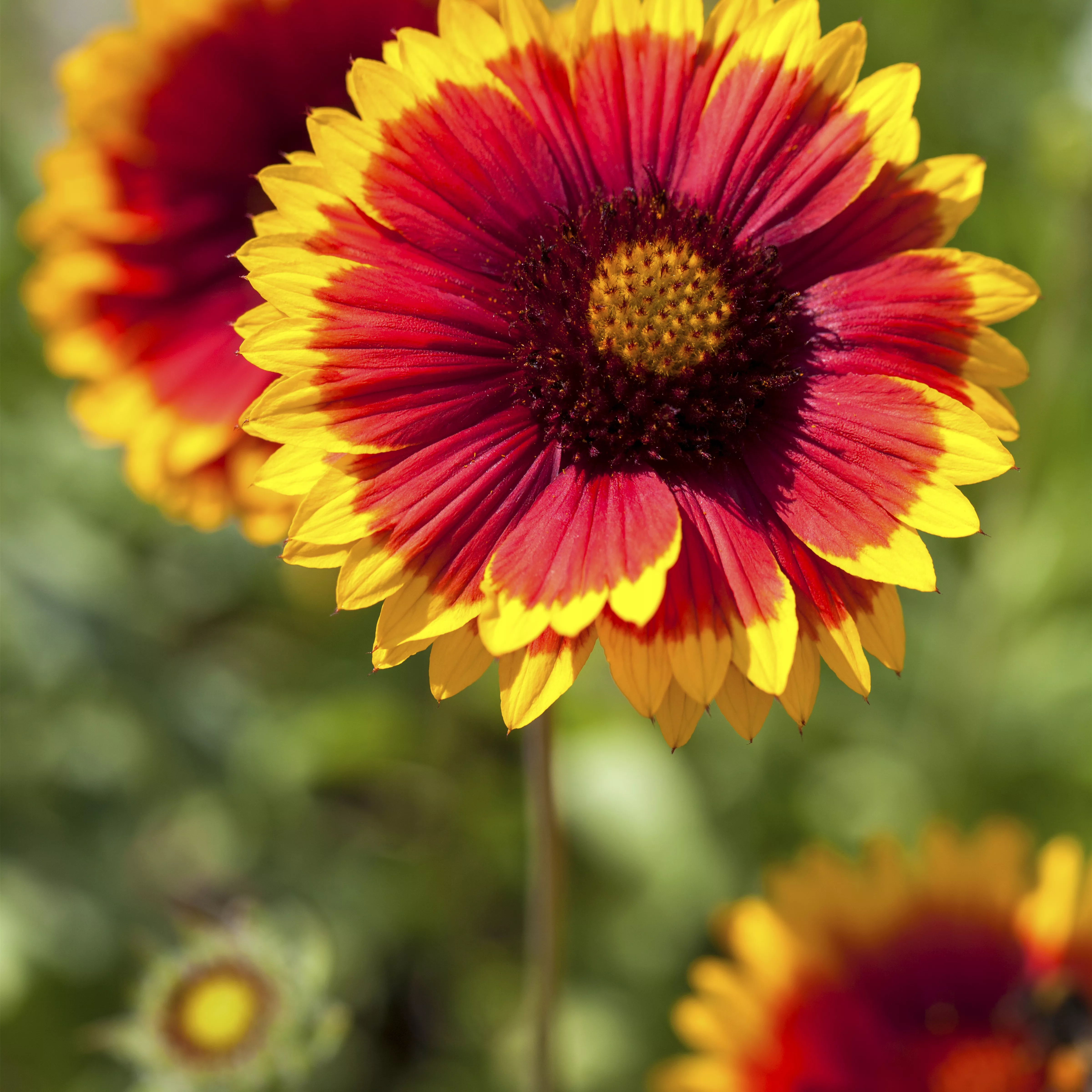 Gaillardia x grandiflora 'Arizona Sun'