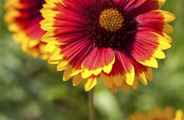 Gaillardia x grandiflora 'Arizona Sun'