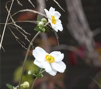 Anemone japonica 'Honorine Jobert'