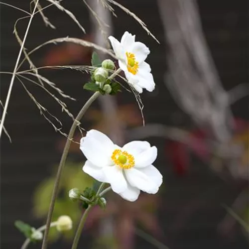 Anemone japonica 'Honorine Jobert'