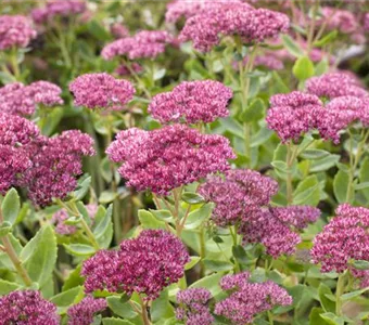 Sedum telephium 'Herbstfreude'