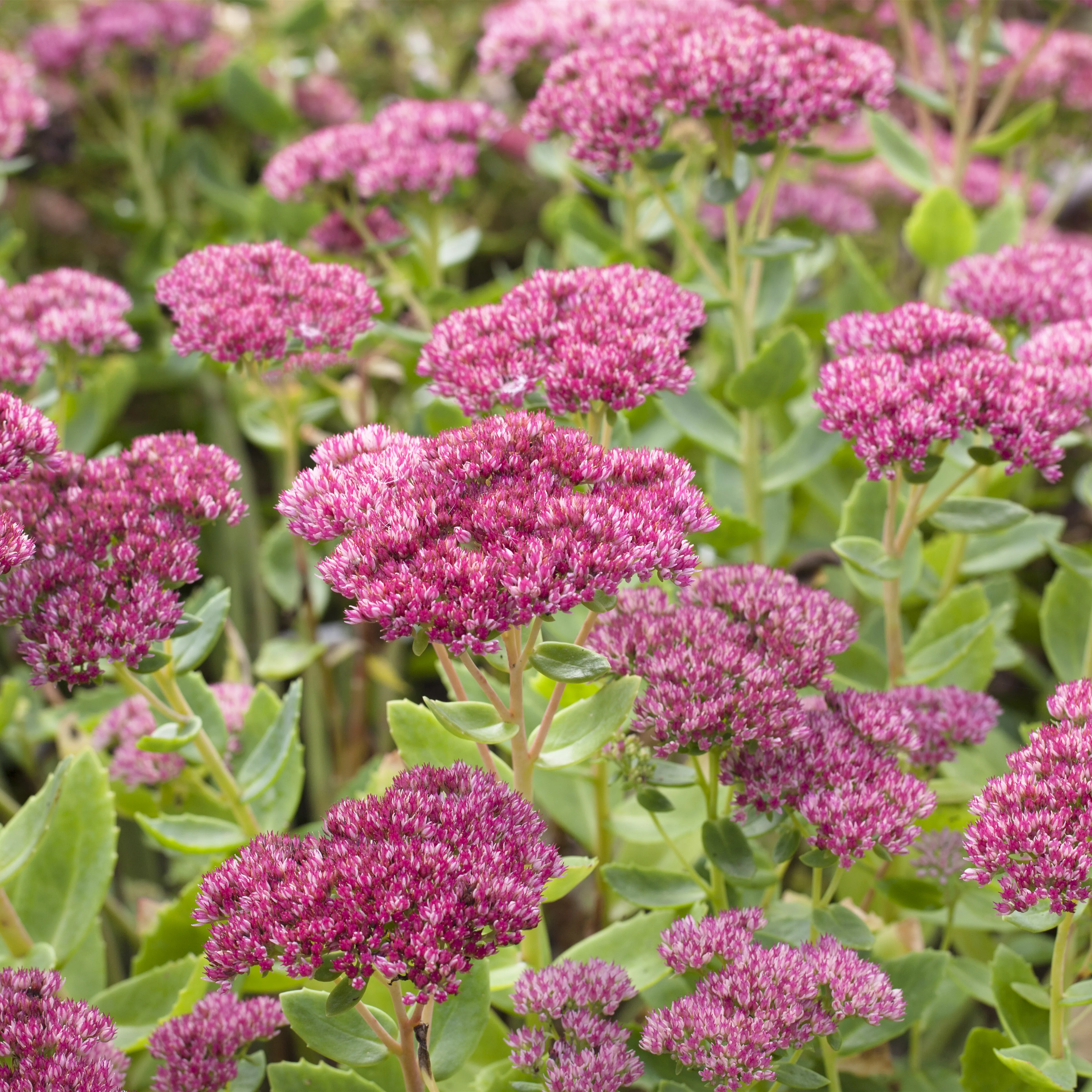 Sedum telephium 'Herbstfreude'