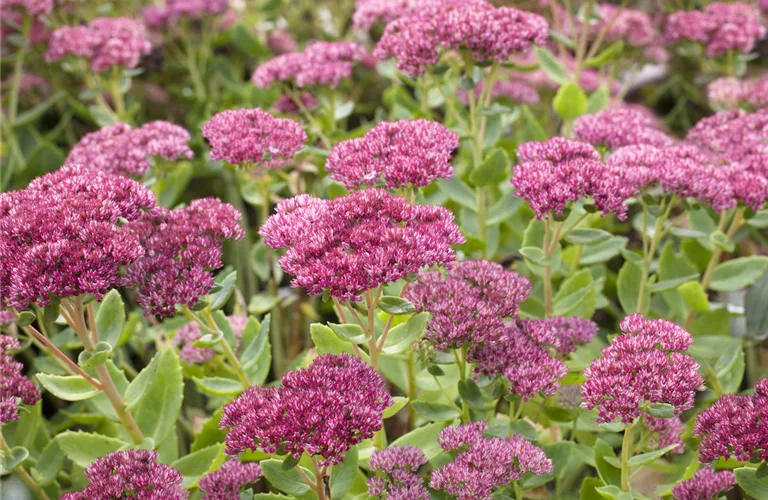 Sedum telephium 'Herbstfreude'