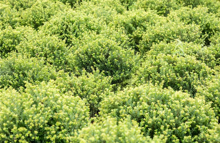 Ilex crenata 'Glorie Dwarf'