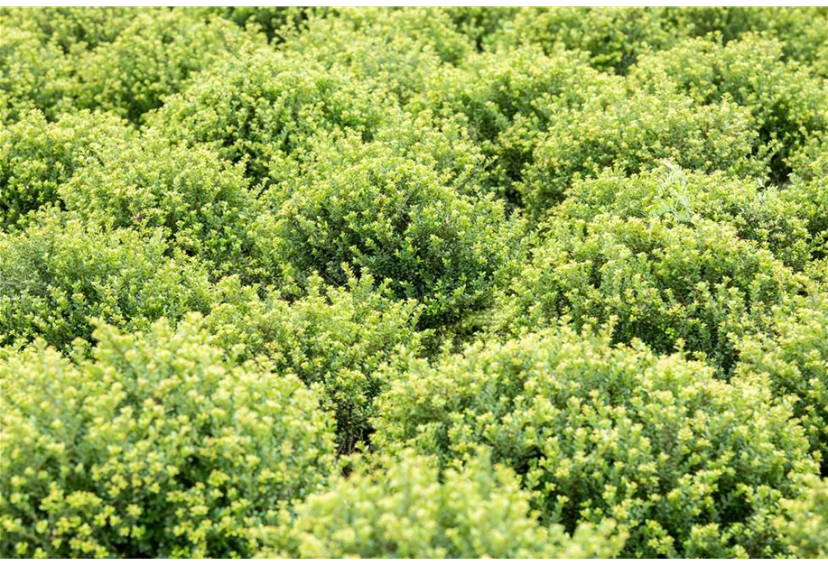 Berg-Ilex 'Glorie Dwarf'