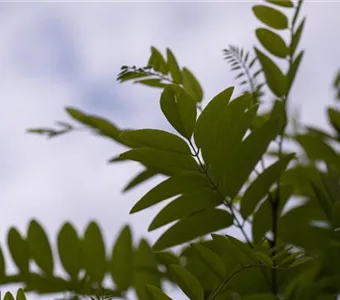 Robinia pseudoac.'Umbraculifera'