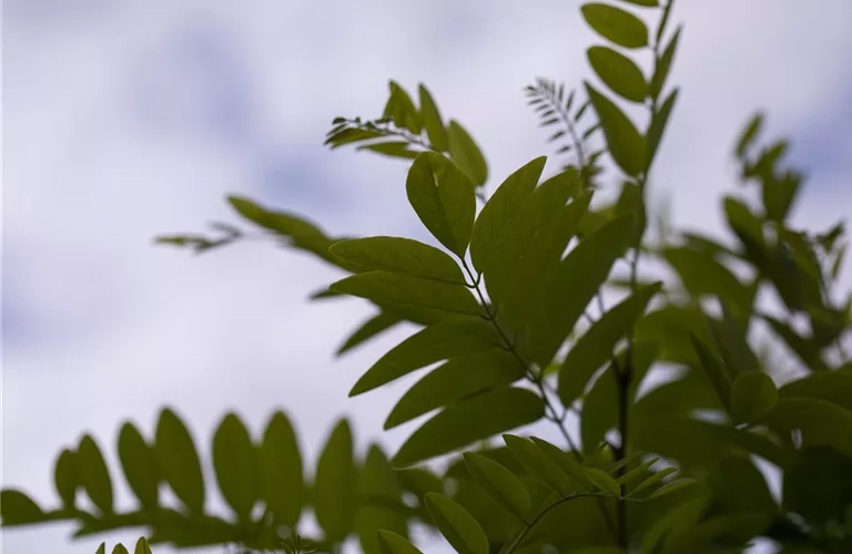 Robinia pseudoac.'Umbraculifera'