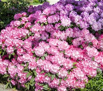 Rhododendron Hybr.'English Roseum' I